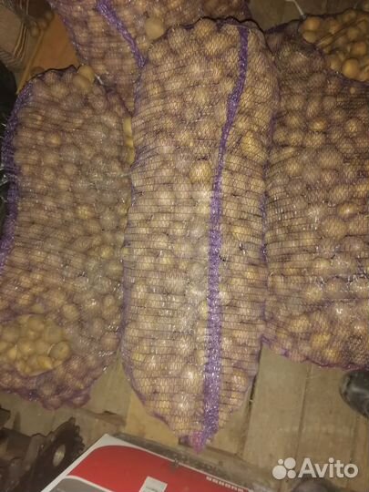 Семенной картофель