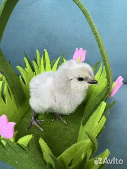 Продам цыплят