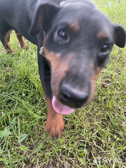 Вязка немецкий ягдтерьер