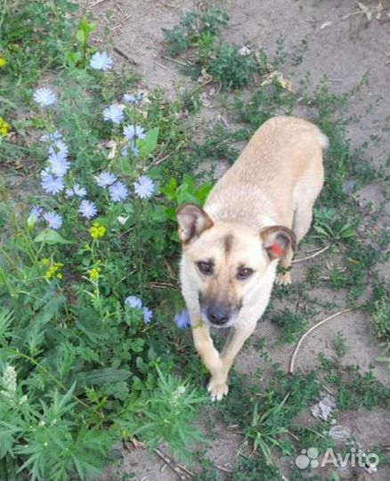 Собака маленькая