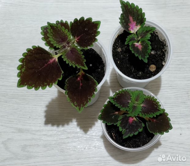 Комнатные цветы