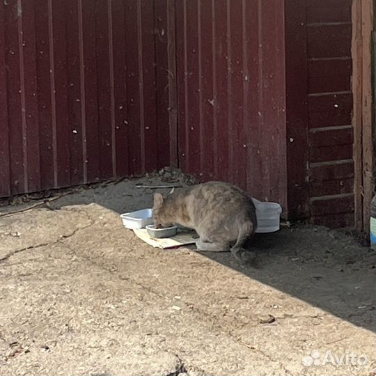 Кошечка в добрые руки