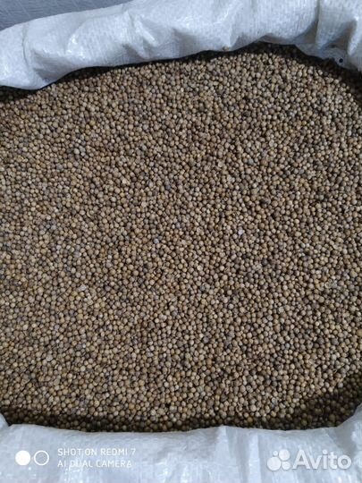 Семенной кориандр Янтарь