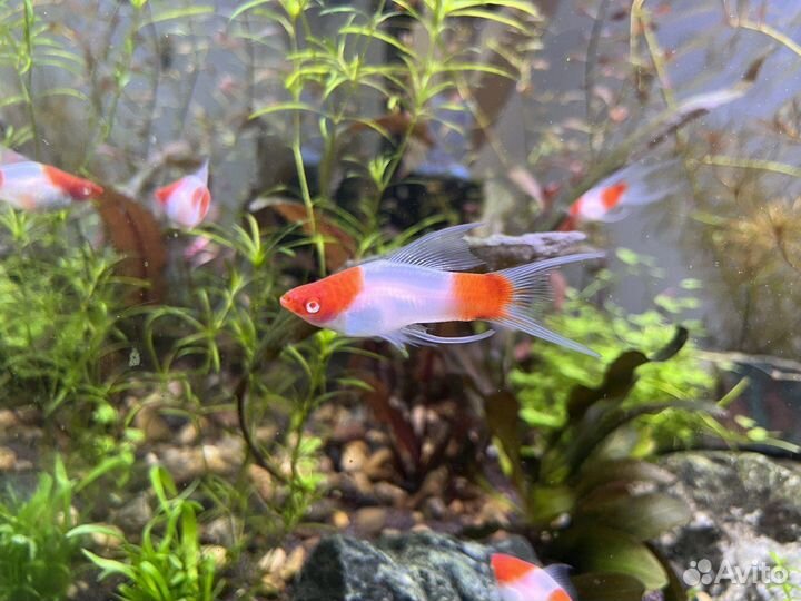 Пецилия Сансет,Меченосец Кохаку,Гуппи