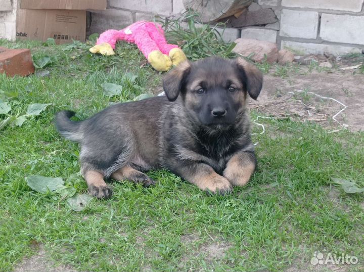 Маленькая собака в добрые руки бесплатно