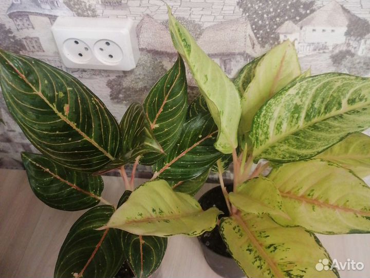 Аглаонема супер вайт, бидадари, лаки