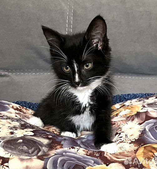Котенок мальчик
