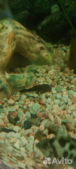 Аквариумные рыбки