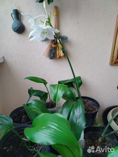 Лилия и сансевиерия, диффенбахия