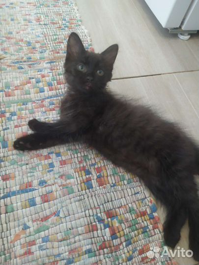 Котик в добрые руки