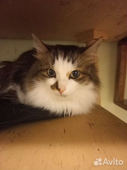 Пушистое трехцветное Счастье