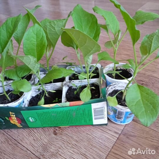 Рассада баклажан