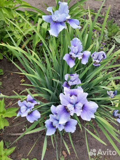 Ирис сибирский голубой
