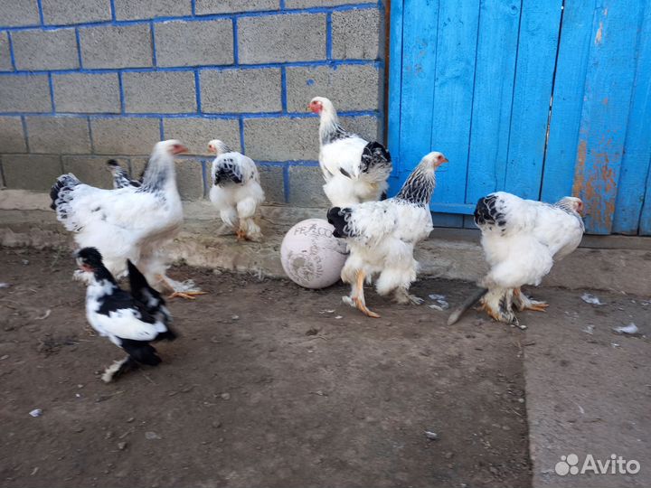 Брама светлая колумбийская