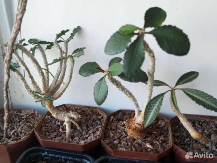 Эуфорбии, молочаи и другие суккуленты из коллекции