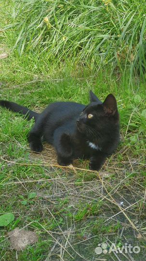 Спасён котенок. В добрые руки