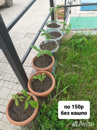 Манжурский орех саженцы