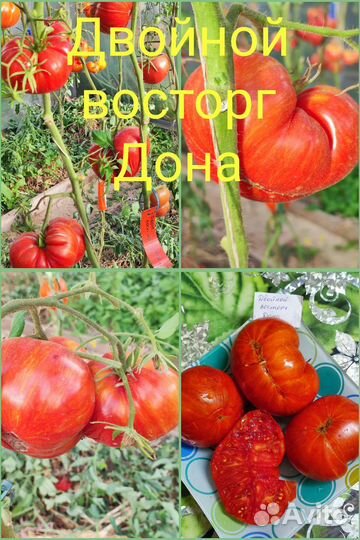 Семена томатов сезон 2023-2024