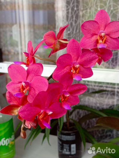Phal. Buddha's Treasure. Орхидея фаленопсис