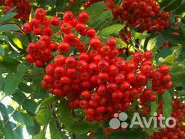 Рябина обыкновенная