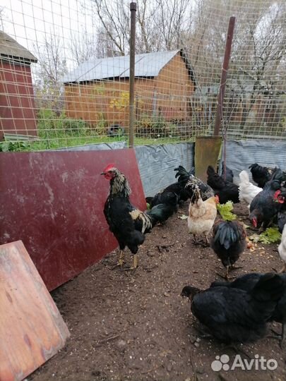 Молодые петухи