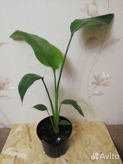 Стрелиция Николая