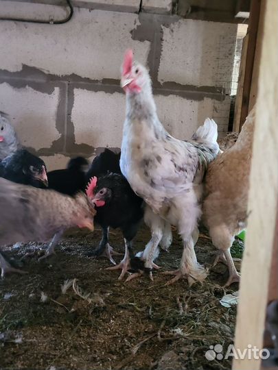 Молодые петухи