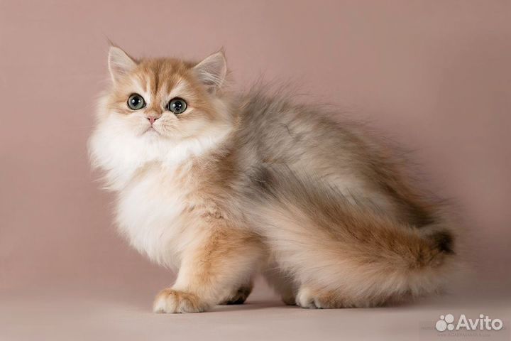 Девочка золотая британская длинношёрстная шиншила