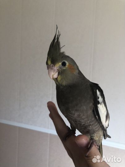 Корелла выкормыши