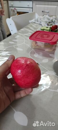 Саженец граната