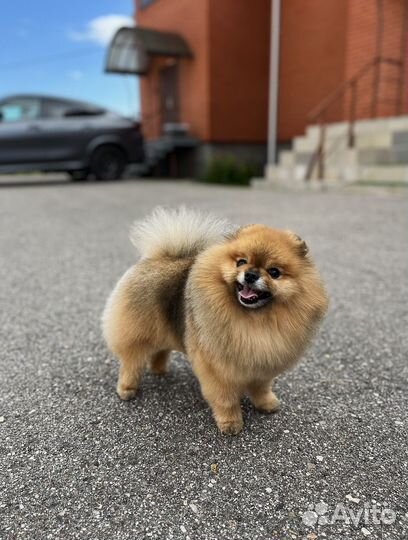 Вязка собак шпиц кабель ищет невесту