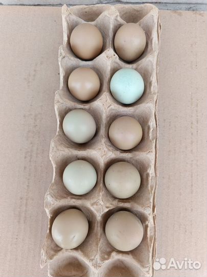 Яйца фазана