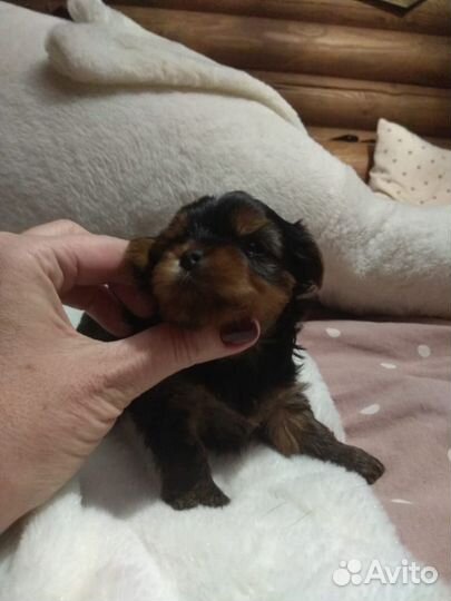 Йоркширский терьер