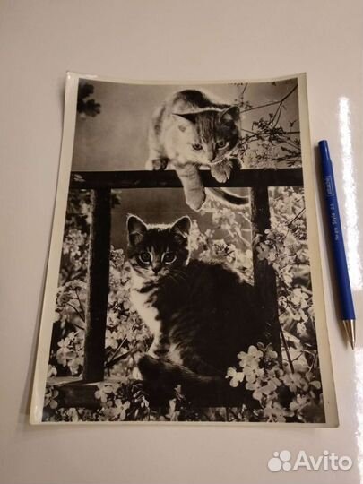 Ретро фото котики