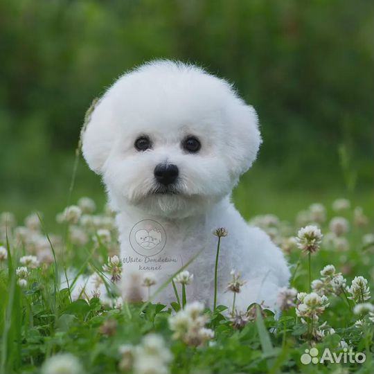 Бишон фризе