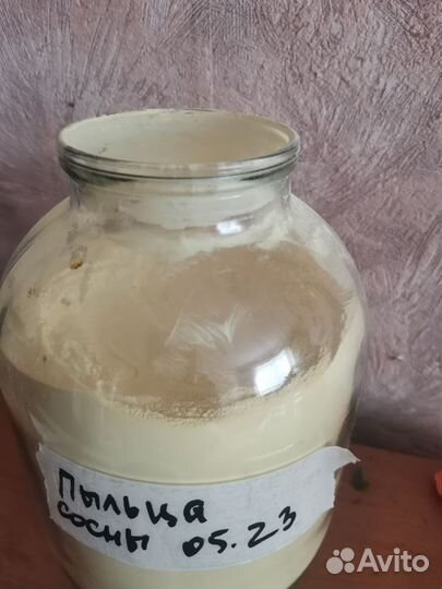 Пыльца альпийской сосны