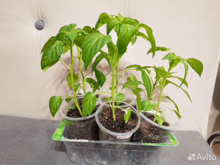 Рассада острого перца