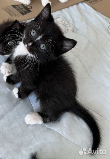 Красавчик котенок