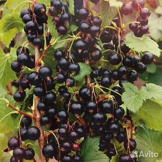 Саженцы смородина черная Изюмная