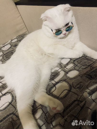 Кот на вязку