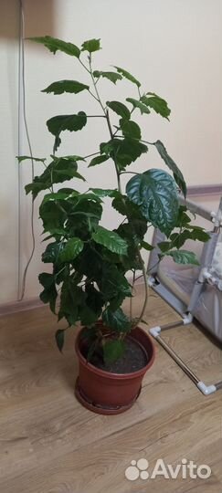 Гибискус китайская роза