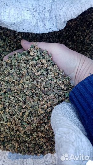 Семена кормовой свеклы 