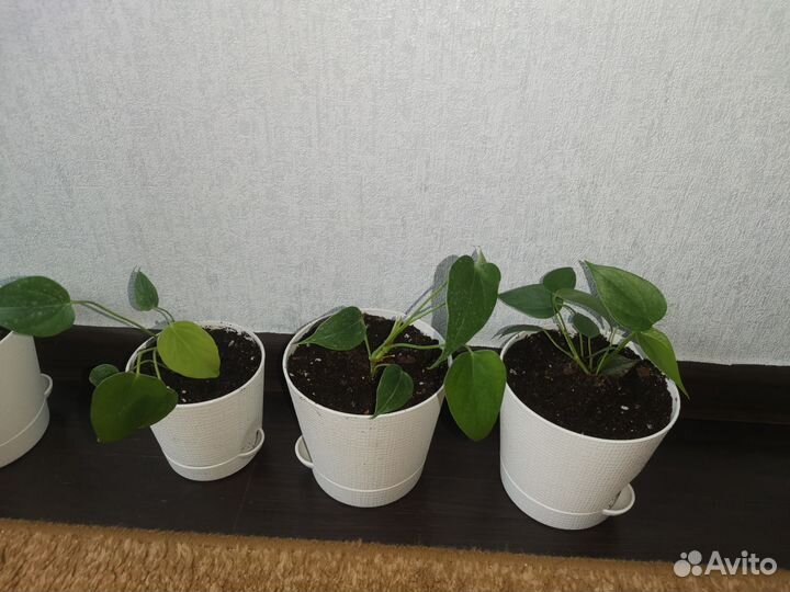 Антуриум vanilla