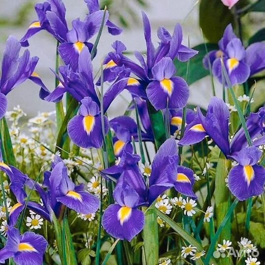 Первоцветы в сад