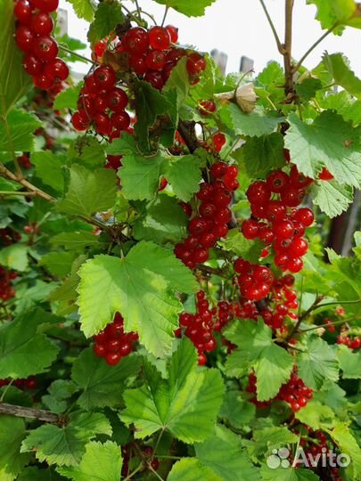 Красная смородина цена за 1 килограмм