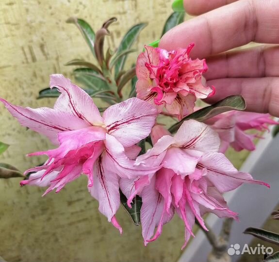 Адениум черенок