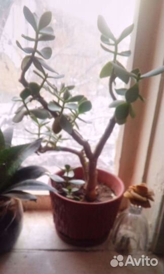 Толстянка - денежное дерево