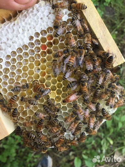 Пчеломатки Бакфаст