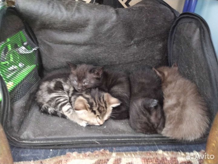 Шотландские котята