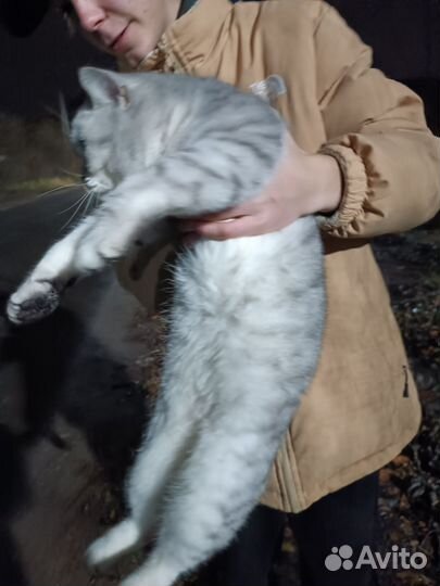 Кошка